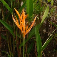 Heliconia psittacorum L.f.